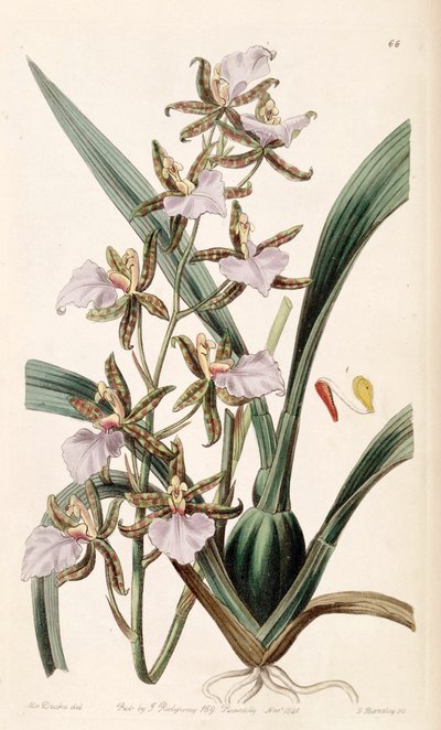 Rhynchostele bictoniensis by Miss Drake